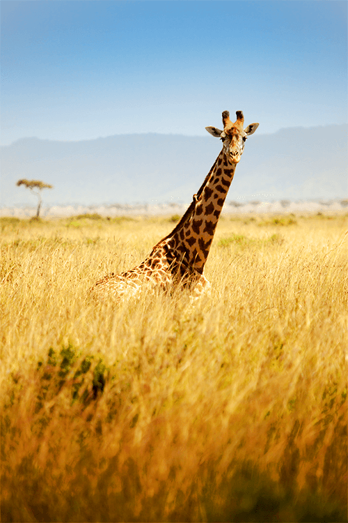 Afirca holidays